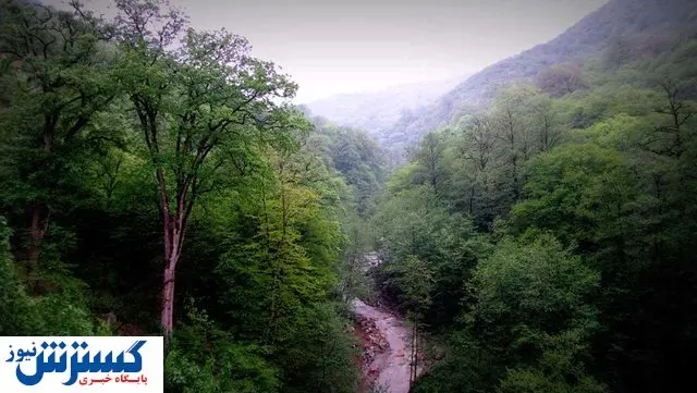 همه چیز درباره جنگلهای هیرکانی / هشدار درباره خارج شدن از ثبت جهانی