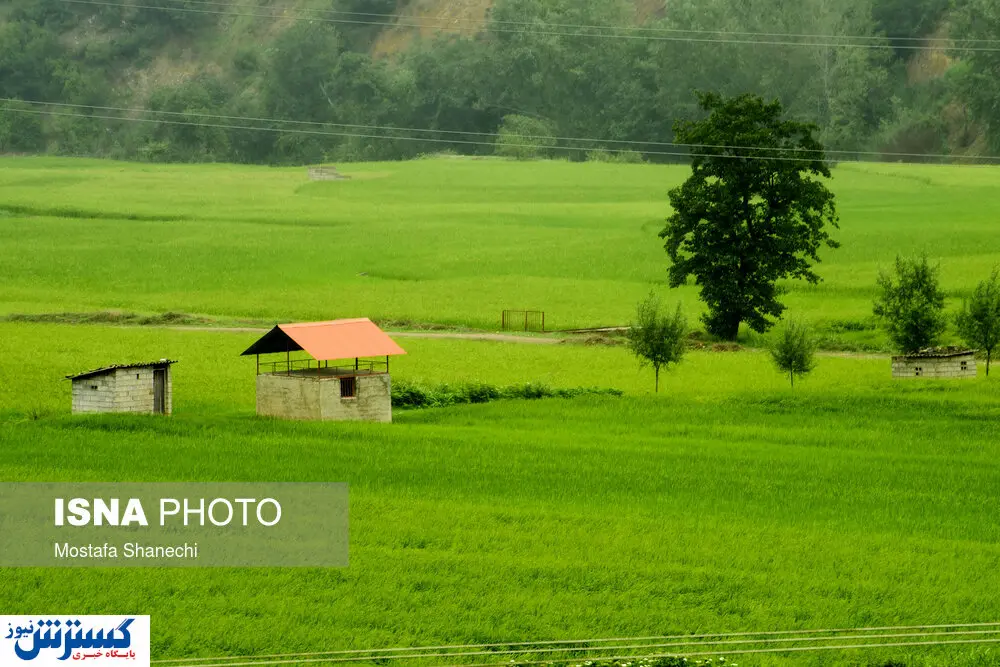 تصاویر/ خواب شالیزارهای مازندران