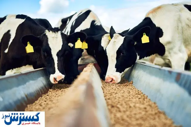 ابتکار روس‌ ها برای تغذیه تقریباً مجانی دام