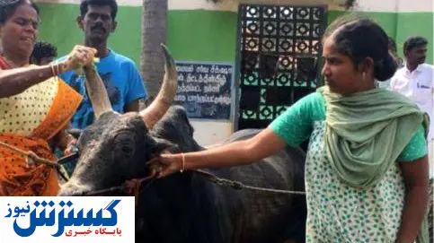 ازدواج عجیب این زن با گاو نر! + عکس