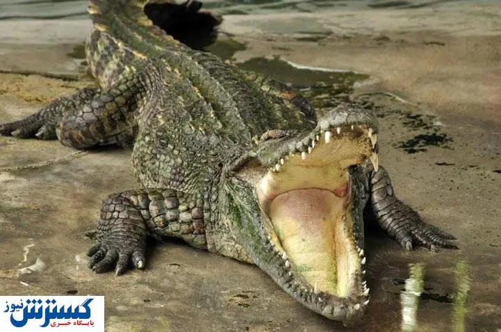 تمساح به پسر بچه سیستانی حمله کرد+عکس