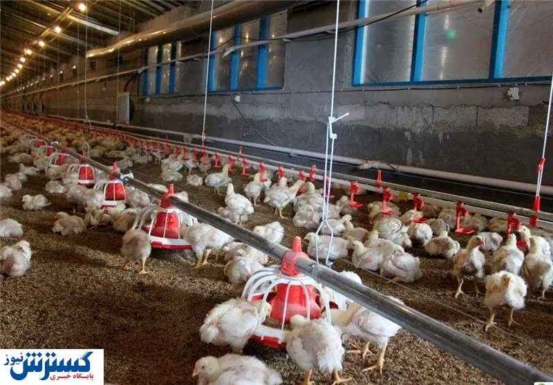 سرگردانی مرغداران در تامین نهاده!