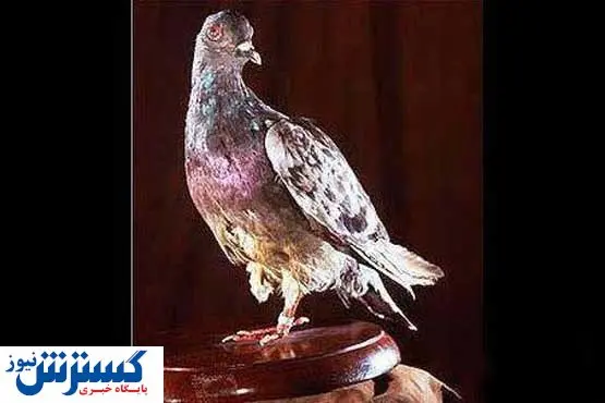 این کبوتر یک قهرمان است! +عکس