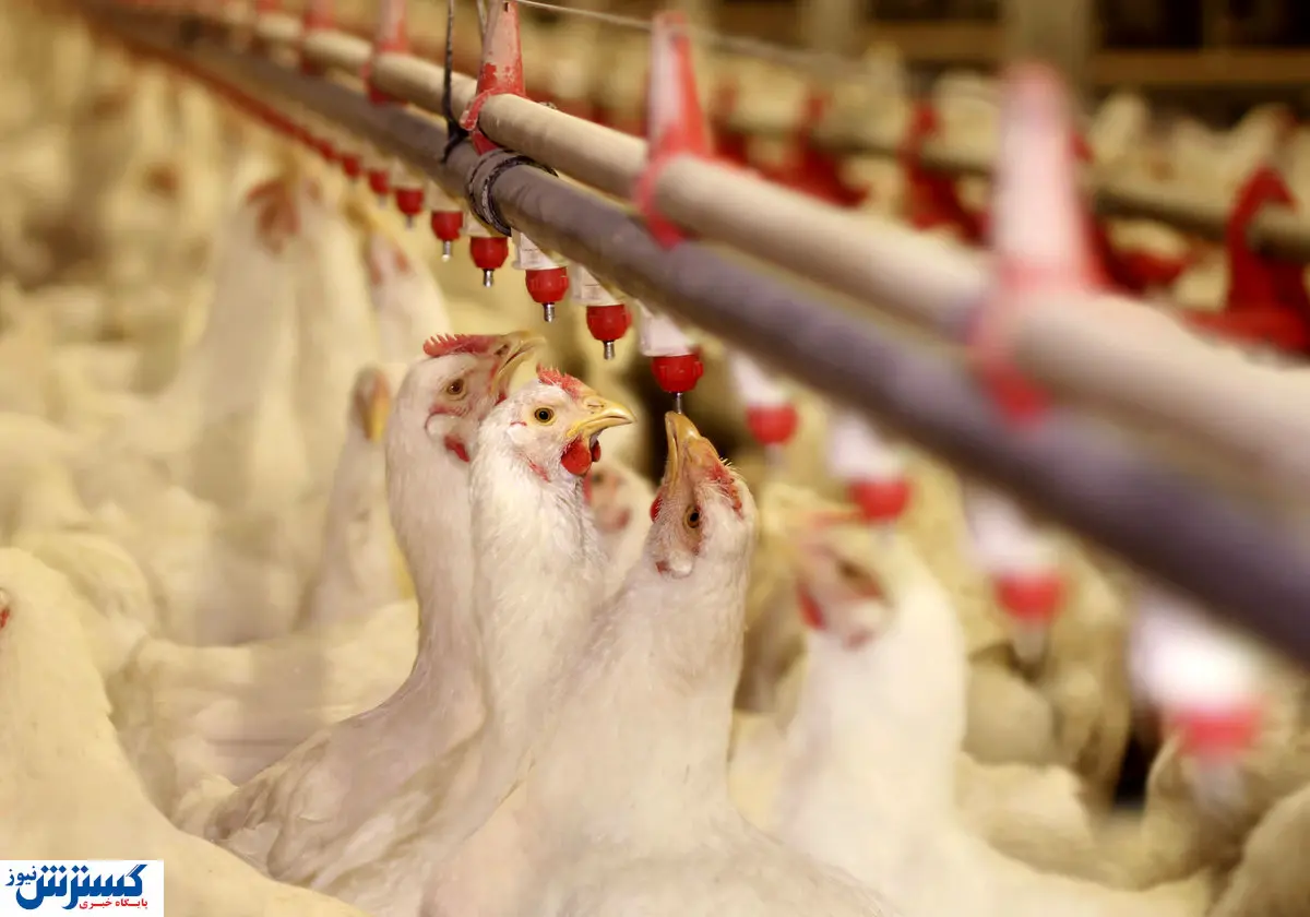 دو میلیون و ششصد هزار تن نهاده کجا رفت؟