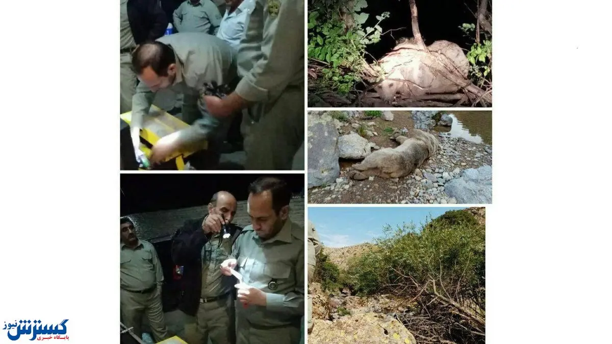 نجات شبانه یک خرس قهوه ای در شهرستان سراب + عکس