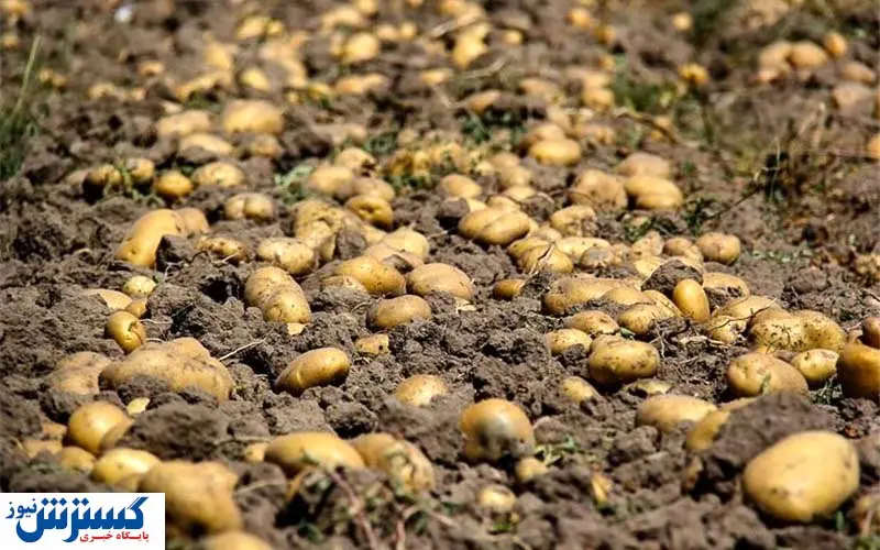 بحران قیمتی سیب زمینی در بازار
