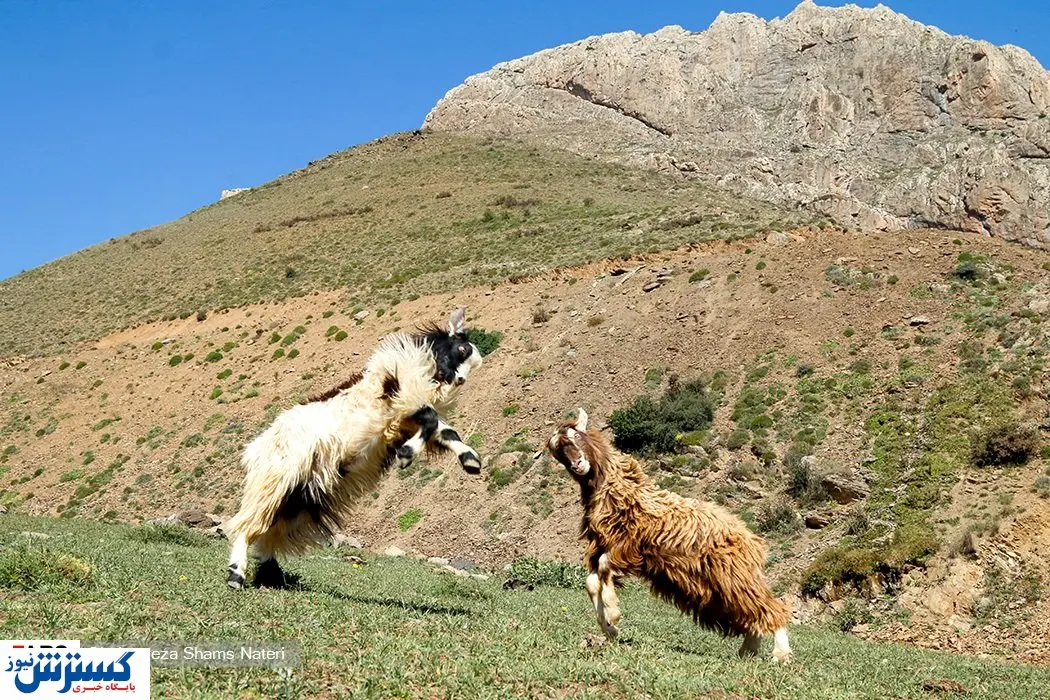 تصاویر / شستن پشم‌ ها در "شورینگا"
