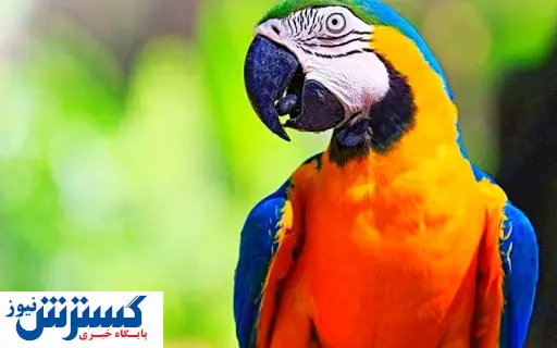 طوطی سخنگو راز شوهر خائن را برای زنش فاش کرد!