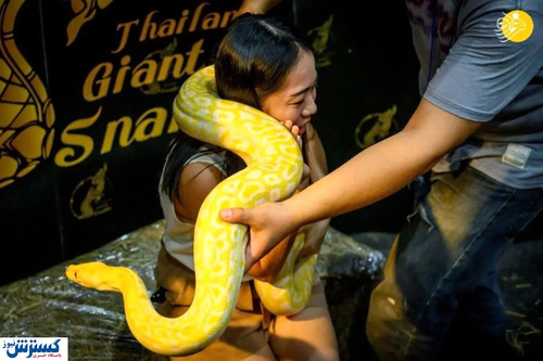 تصاویر / نمایشگاه حیوانات خانگی در بانکوک