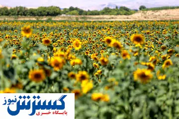 تصاویر / برداشت تخمه آفتابگردان