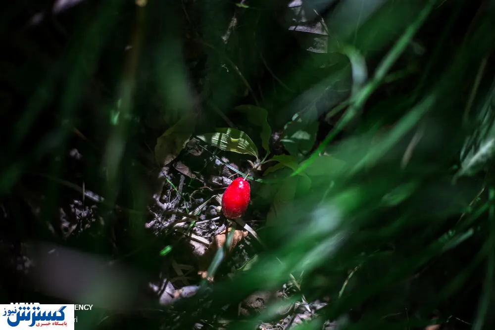 تصاویر / پایتخت زغال اخته ایران