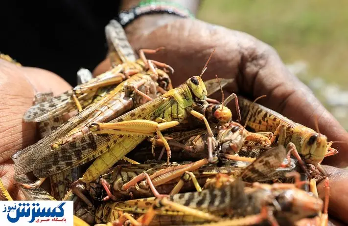 درآمد شبانه سه میلیونی با ملخ ‌گیری