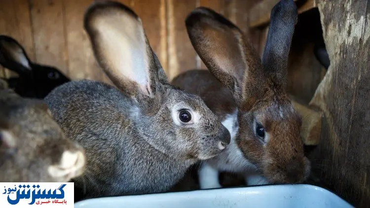 بازار سودآور خرگوش گوشتی
