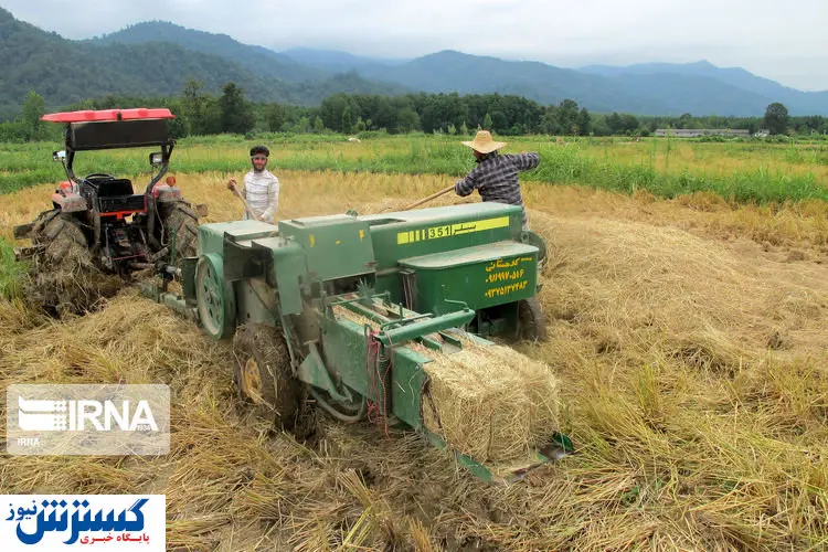 تصاویر/ روزهای برداشت محصول شالیکاران