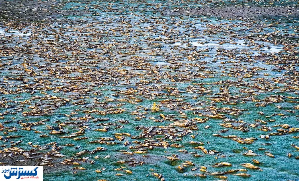 تلف شدن هزاران ماهی در سد سهرین زنجان + تصاویر