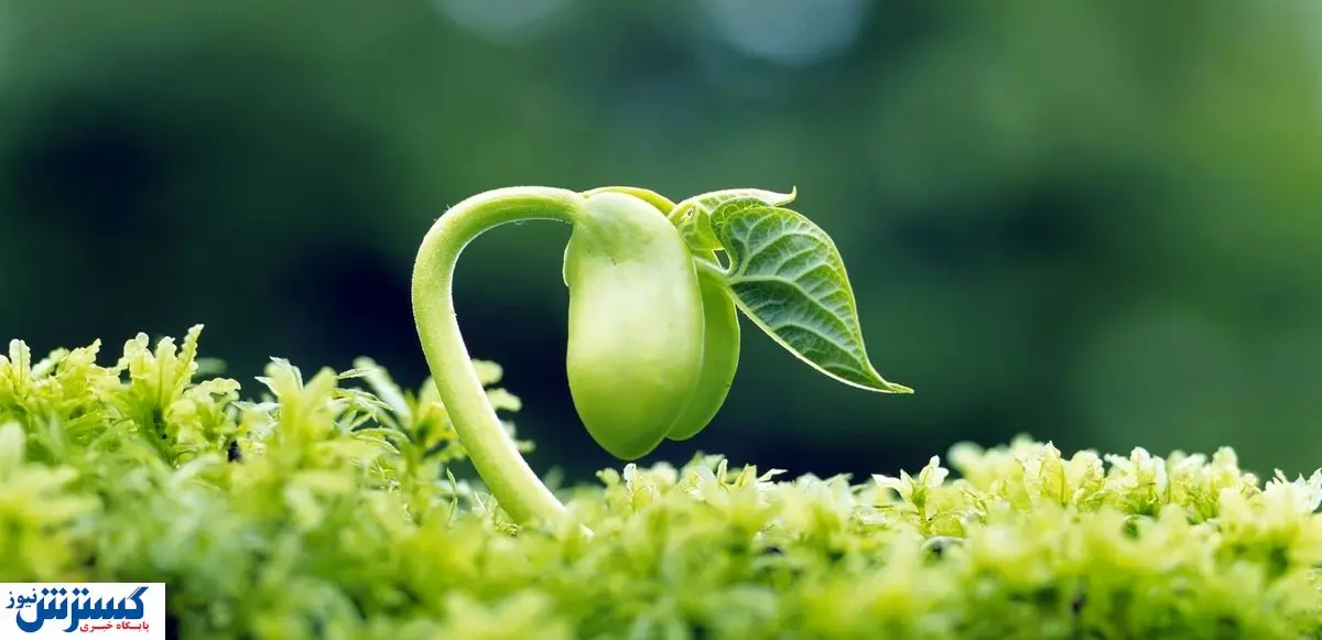 با انقراض گیاهان نسل انسان از بین می رود؟