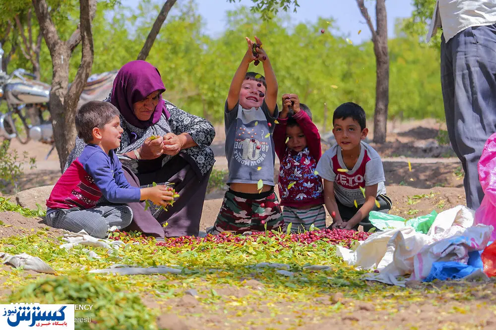 تصاویر/ عناب، میوه شفابخش خراسان جنوبی