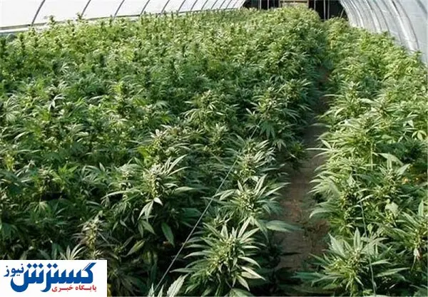 ماجرای کشت غیرمجاز ماری جوانا در کشور!