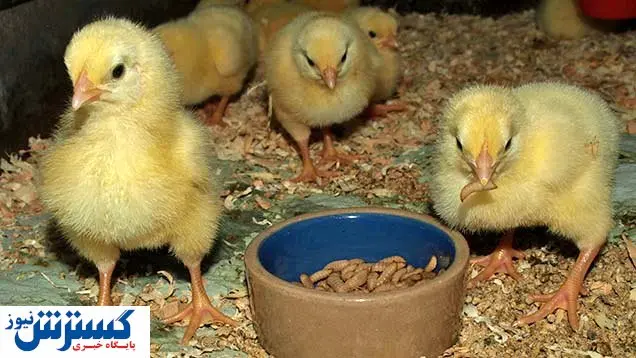 هجوم سرمایه گذاران به بازار جدید خوراک مرغ