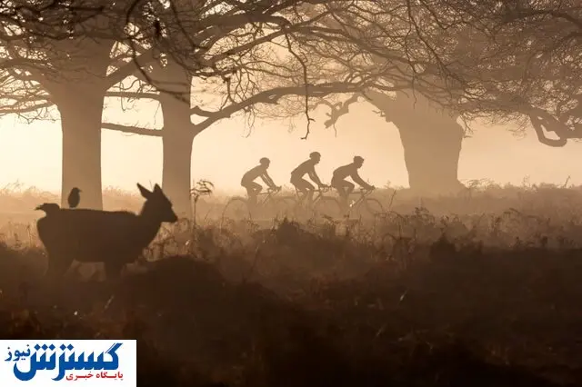 تصاویر / برگزیدگان عکس زیست شناسی جهان