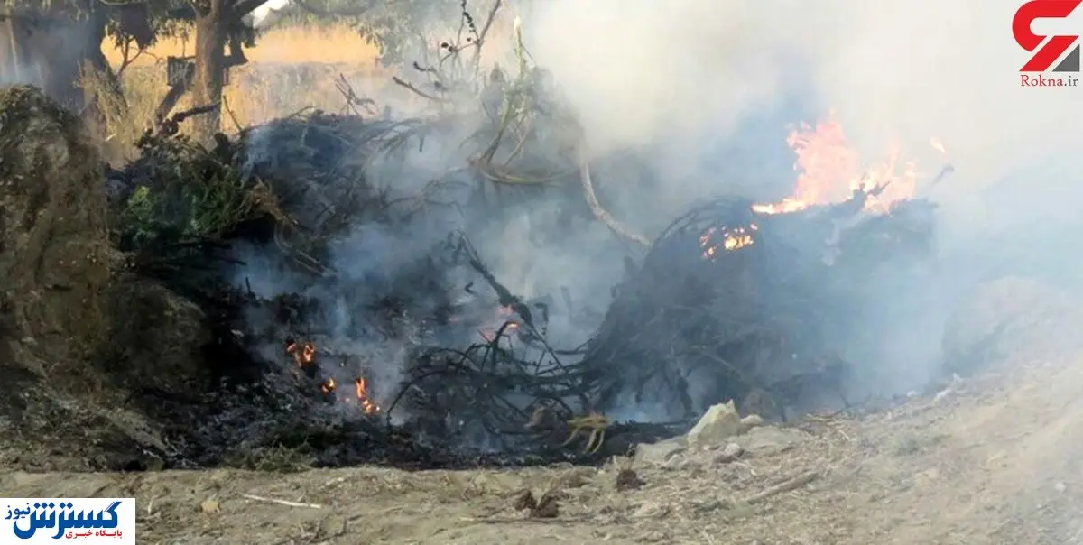 سپاه سمنان مزرعه گیاهان توهم زا را به آتش کشید