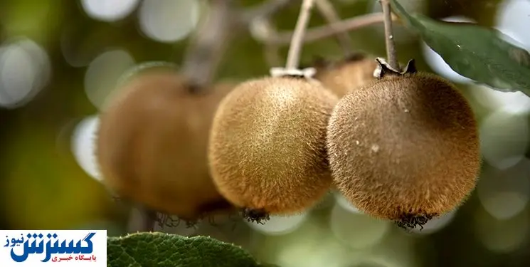 ممنوعیت صادرات این میوه لغو شد + سند