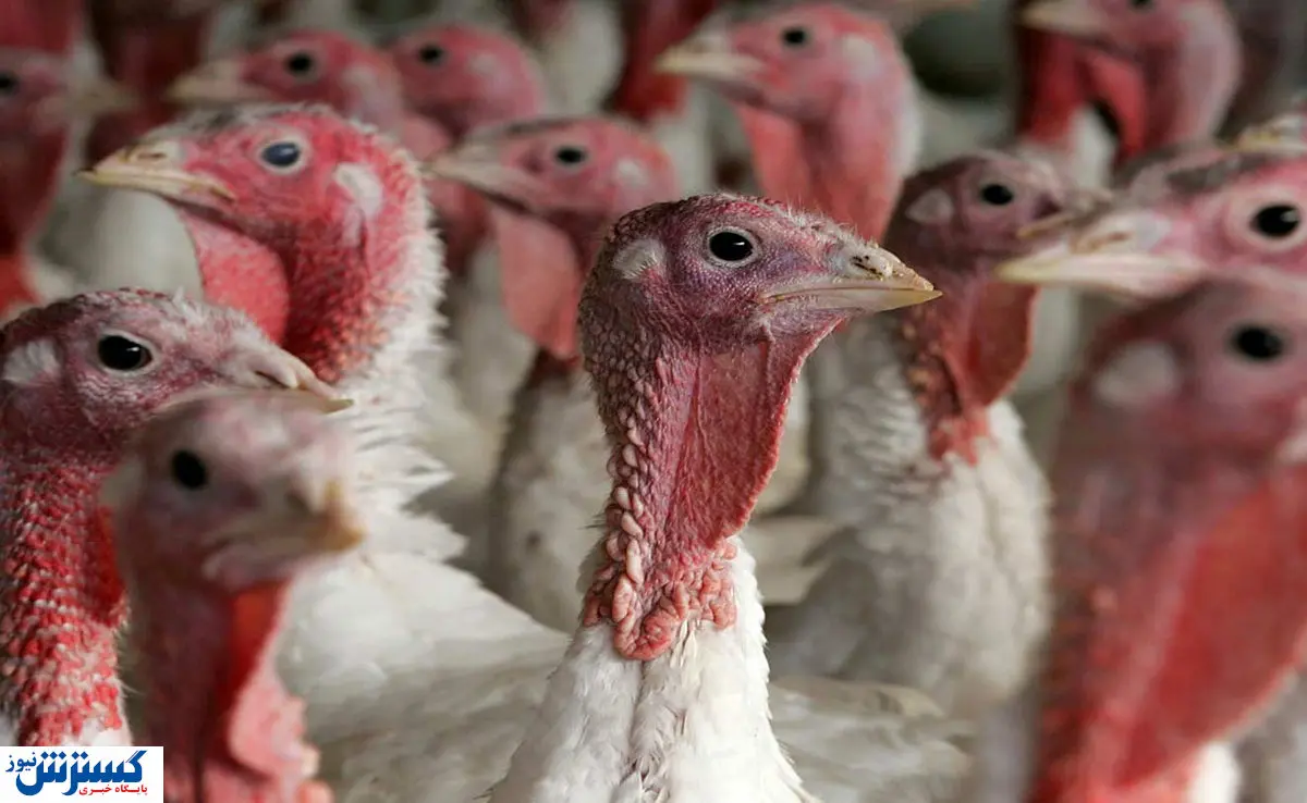 قیمت باورنکردنی جوجه بوقلمون در بازار