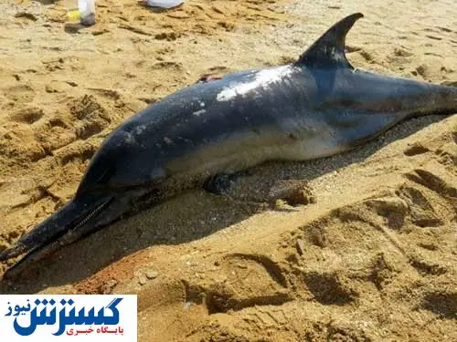 چه بلایی بر سر دلفین بوشهری آمد + عکس