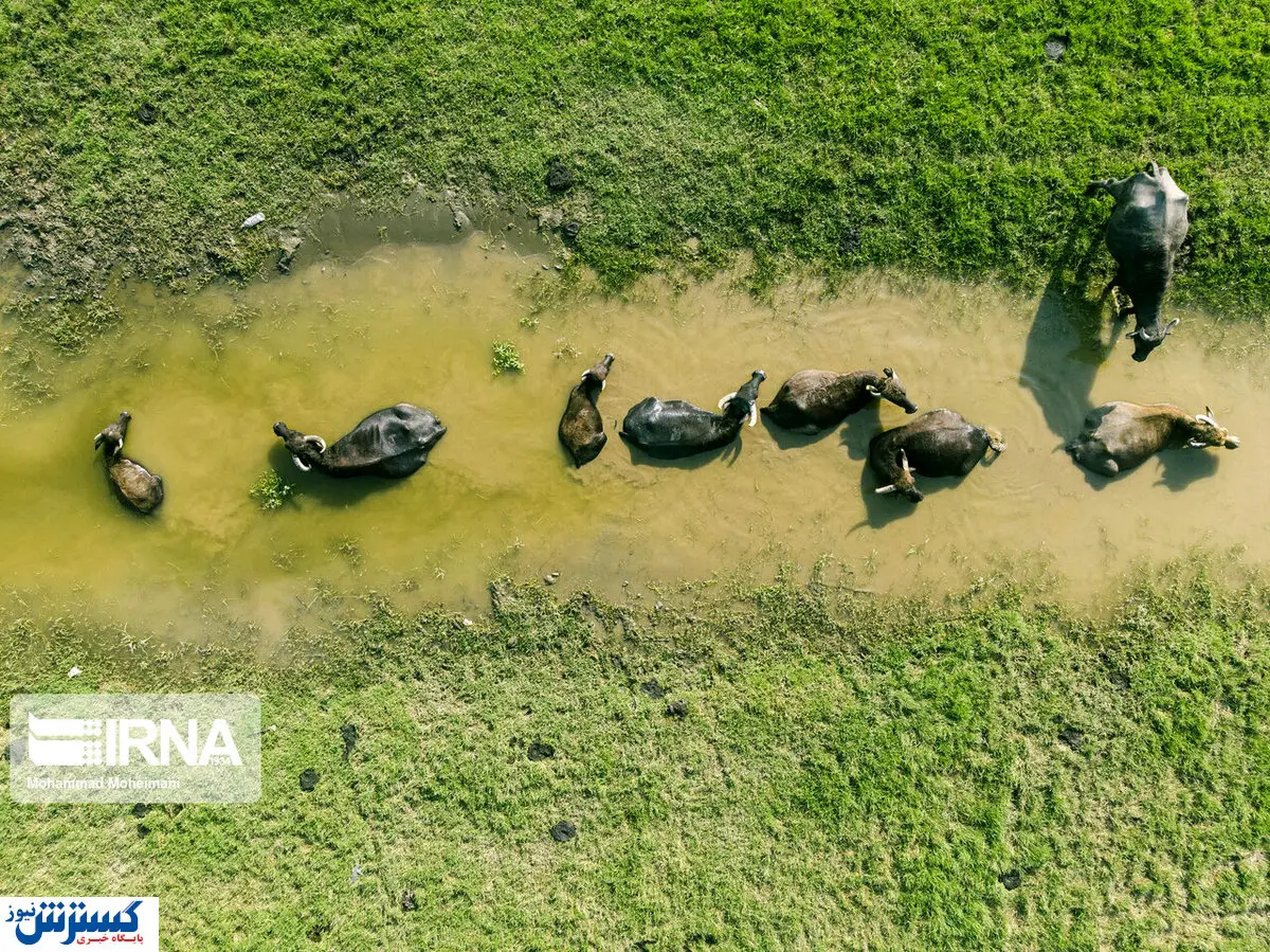 تصاویر / بندر انزلی از آسمان!