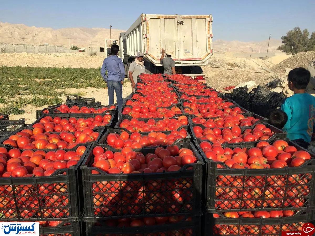 قیمت گوجه فرنگی ۱۴ هزارتومان شد!