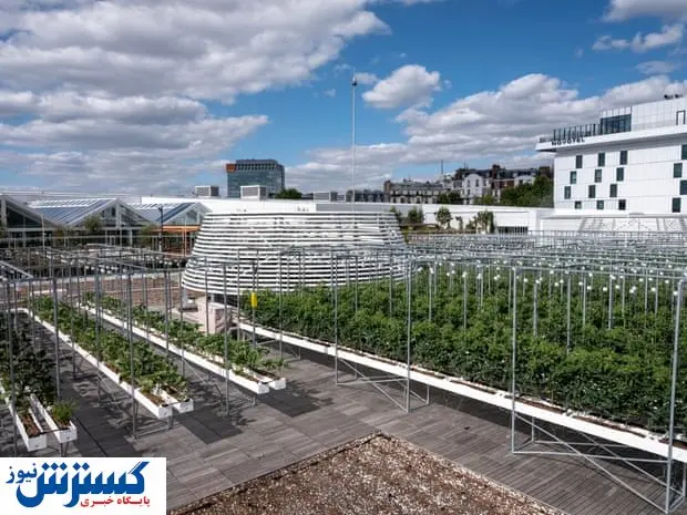 کشاورزی بدون خاک آغاز شد