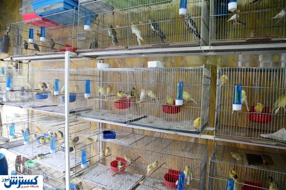 راهنمای پرورش پرنده تزئینی با ۵ میلیون تومان