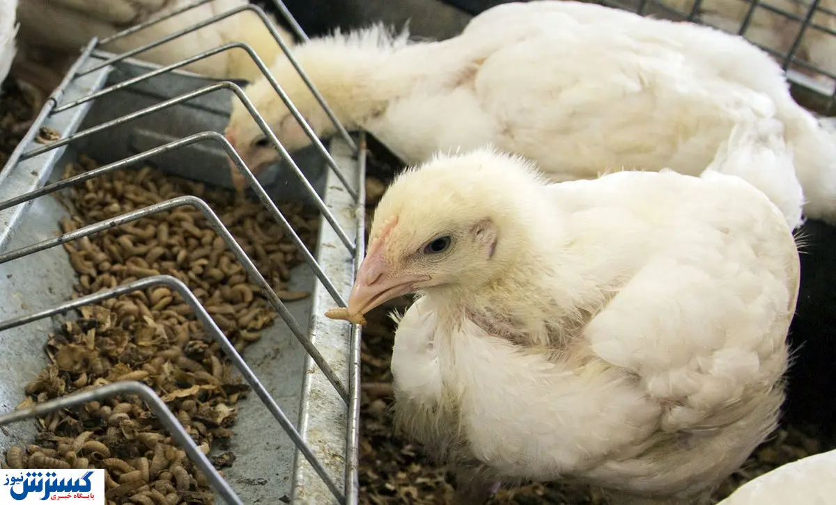 کسب و کار پرورش خوراک حشره را رایگان یاد بگیرید