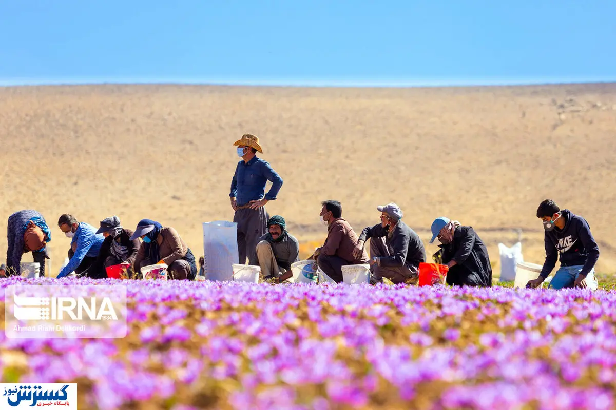 تصاویر/ فصل برداشت طلای سرخ!