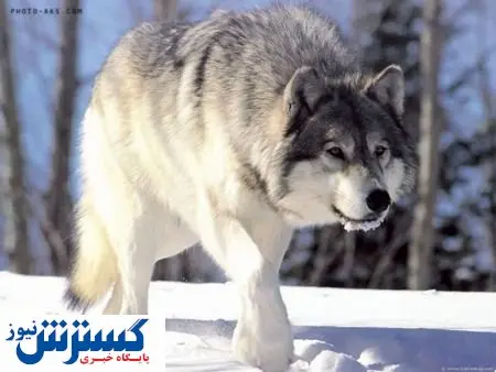 حضور گرگ ها در شهر سقز کردستان+عکس