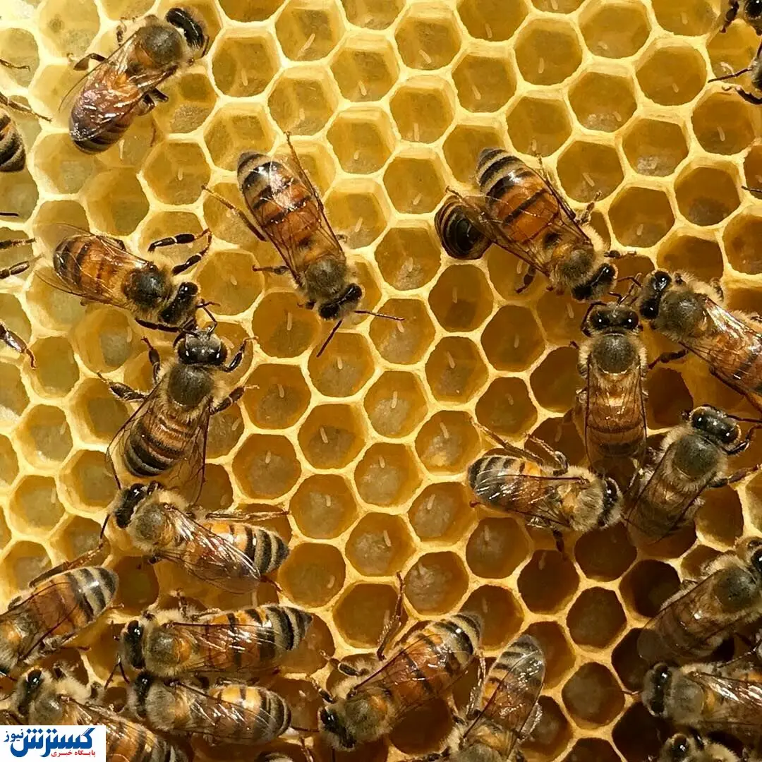 قیمت عسل طبیعی و وحشی در بازار + جدول