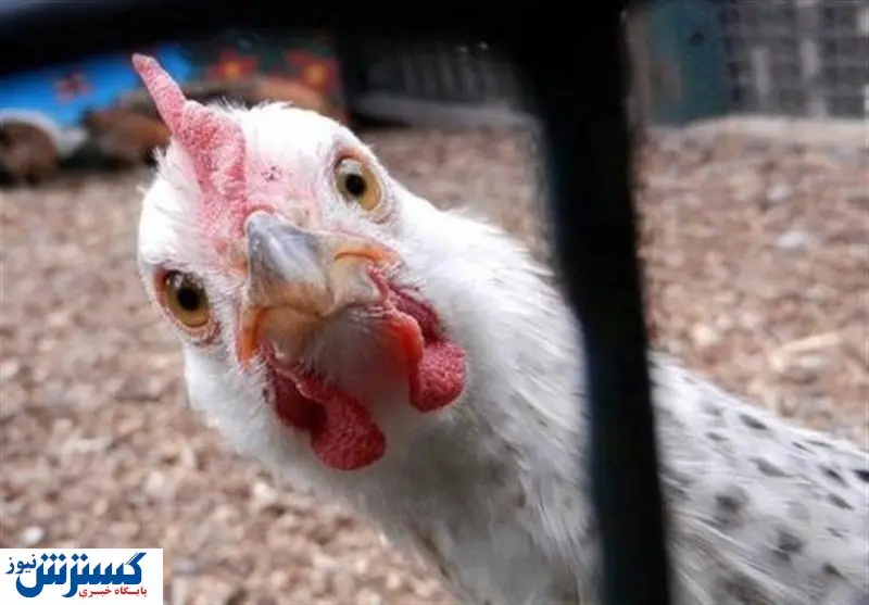 مرغ در ارزانی رکورد می شکند