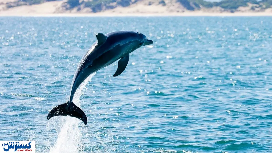 کشف لاشه یک دلفین در کیش