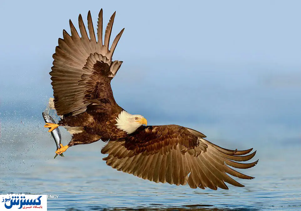 ورود عقاب به یک رستوران در تهران+تصاویر