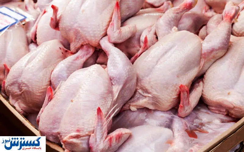 عرضه مرغ با قیمت ۱۸و ۵۰۰ در تمام فروشگاه ها + جزئیات