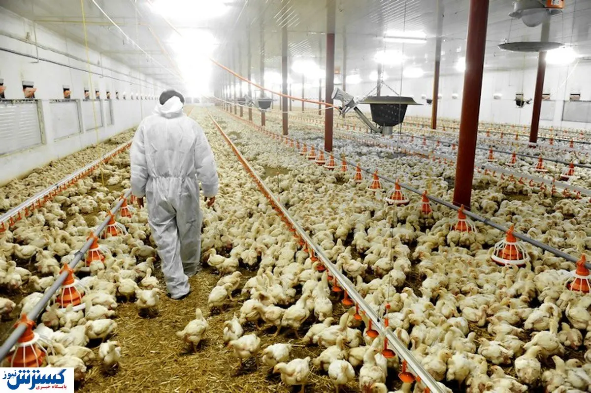 بار سنگین بازارگاه بر دوش مرغداران