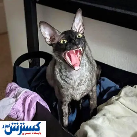 داستان زشتترین گربه تاریخ
