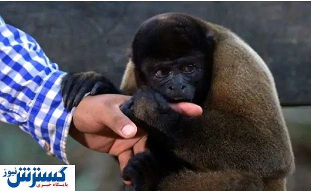 غذا دادن به میمون حادثه آفرید! + عکس