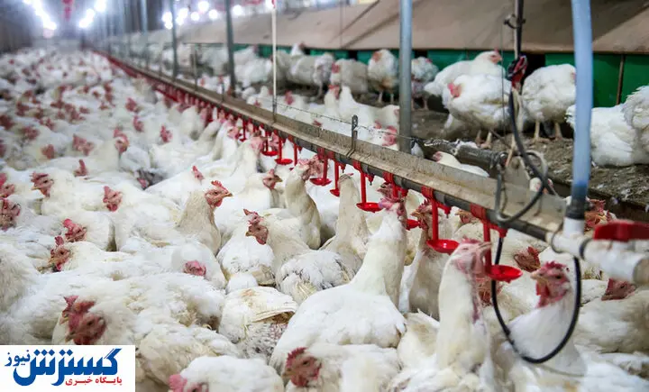 غفلتی که مرغ را گران کرد