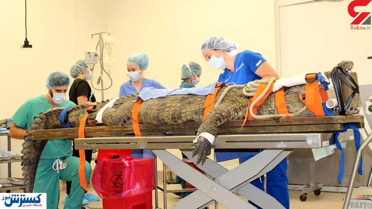 عمل نجات بخش یک تمساح عظیم الجثه + عکس