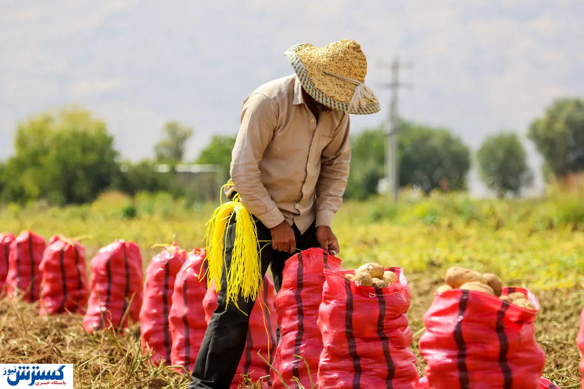 دلیل واقعی مرجوع شدن سیب‌ زمینی ایران