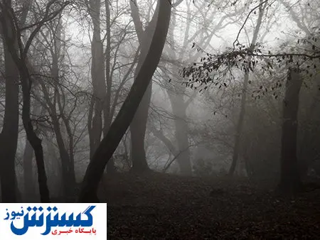 جنگل ترسناکی که اسمش جیغ است! + عکس