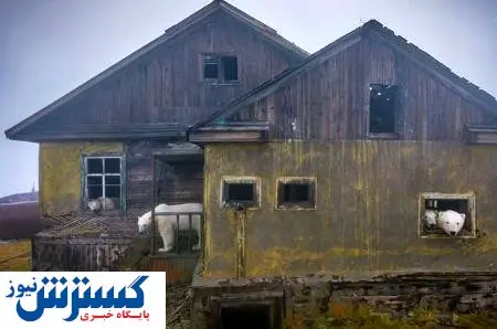 ایستگاه متروکه ای که خانه خرس ها شد + تصاویر