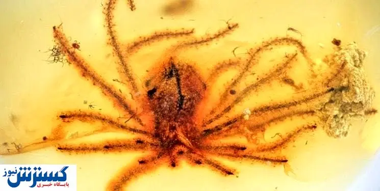 این گل ۱۰۰ میلیون سال قدمت دارد + عکس