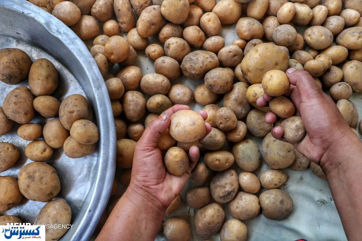 توزیع گسترده سیب زمینی ارزان از فردا